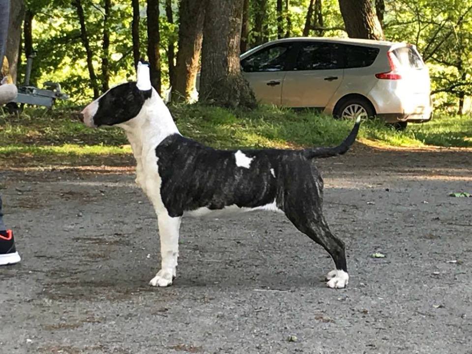 Miss brindle jay daughter De L'Emeraude D'Elektra