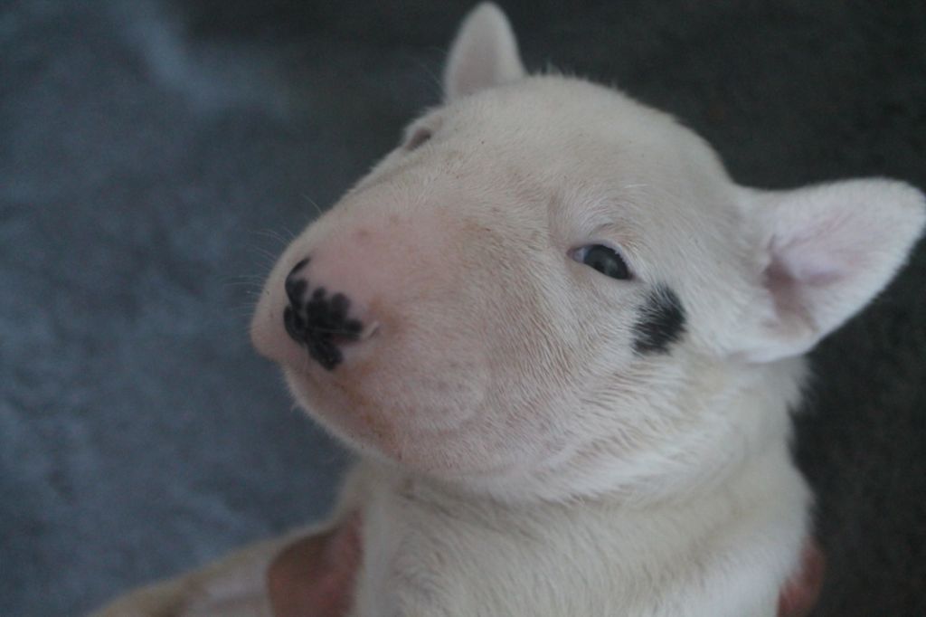 De L'Emeraude D'Elektra - Chiots disponibles - Bull Terrier